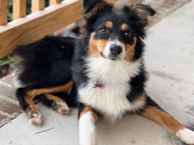 Australian Shepherd – Aussie Puppy