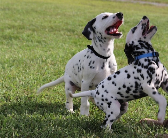 Dalmatian – Cute Spotted Dalmatian puppies for sale