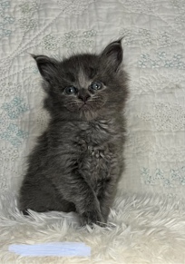 Maine Coon – Maine coons
