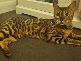 Bengal – pure breed bengal female – Kirkby in Ashfield
