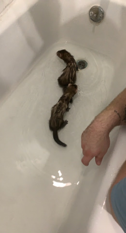 ferret – ferrets