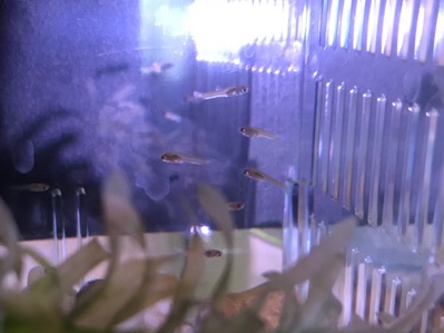 Guppies – Guppies for sale