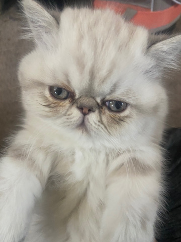 rehoming my kittens and cats.