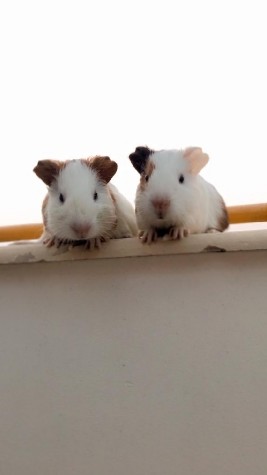 Any – Guinea pigs