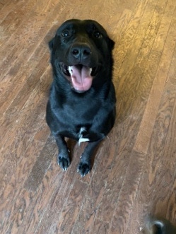 Belgian Shepherd Dog (Malinois) – need rehoming asap