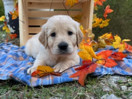 Golden Retriever - Golden Retriever Puppies available for adoption in Huntington