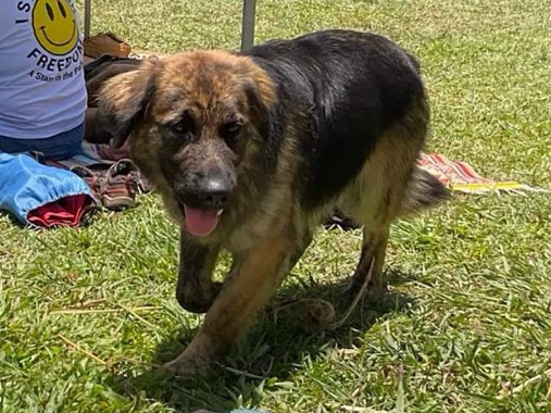 Boxer - Boxer Sheppards for sale and rehoming available for adoption in Upper Barron