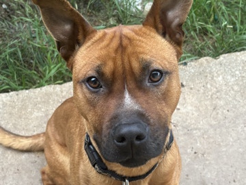 Mixed Breed – Axel – Vallecito