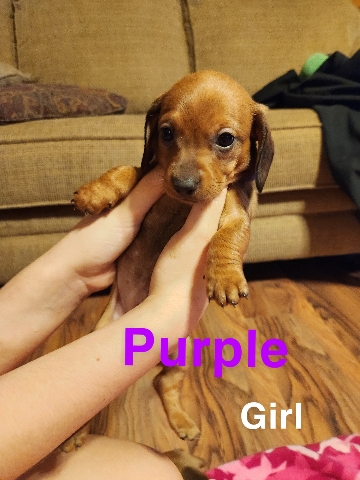 Dachshund – Miniature Dashchunds