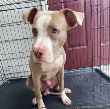 American Pit Bull Terrier – 7month male pit-zeus