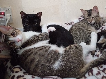 Rehome – Dubai