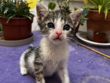 European Shorthair – Pimienta, gatita en adopción gratuita – Jaén