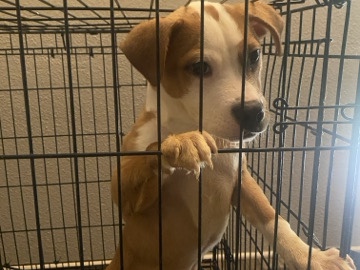 staffshire terroir mixed with a beagle