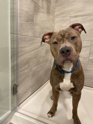 American Pit Bull Terrier – Tyson