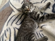  Britisch Kurzhaar Kittens