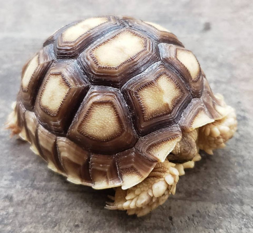 baby sulcata tortoise