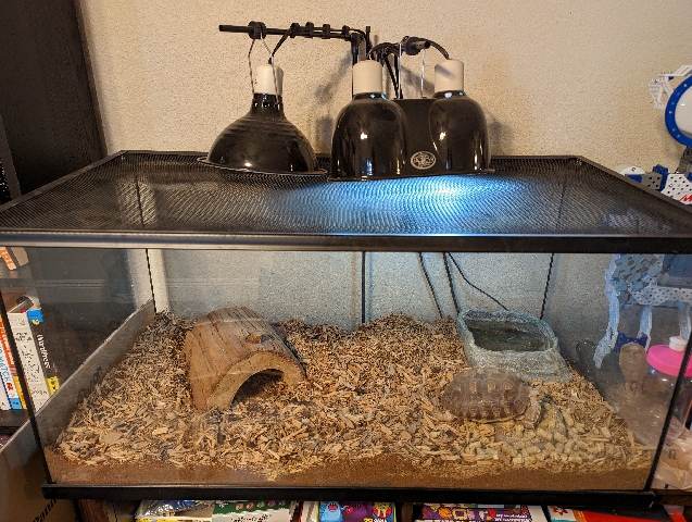 looking to relocate sulcata tortoise