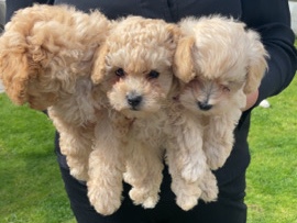 Maltipoo – Adorable Maltipoo Puppy for Sale – 9 Weeks Old – Preston