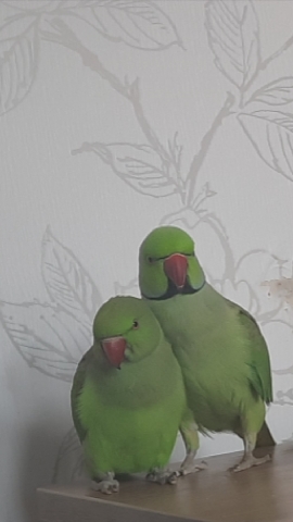 Indian Ringneck Parakeet – beautiful ringnecks for sale