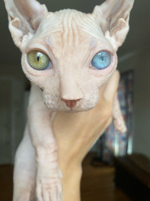 Sphynx – Dwelf, Bambino, and Pointed Sphynx Kittens – Emmitsburg