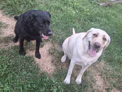 Labrador Retriever – Selling 2 brothers to stay together – Ann Arbor