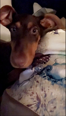 Doberman Pinscher – Doberman in temple tx – San Antonio