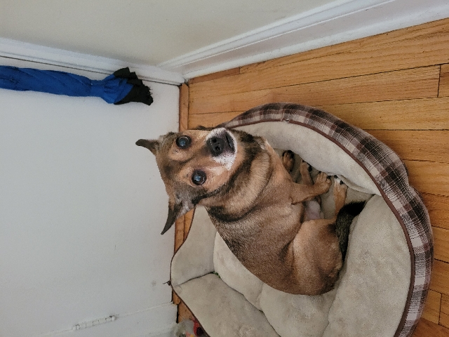 Rat Terrier – Mr. lonely needs a home