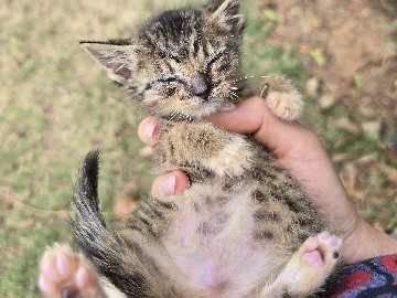 kitten – Reedley