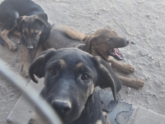German Shepherd – 3 puppies in need of rehoming – Glendale