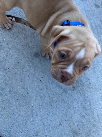 American bully puppy