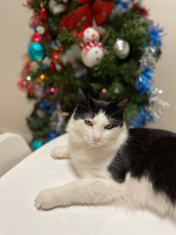 Domestic Shorthair Sheakspeare