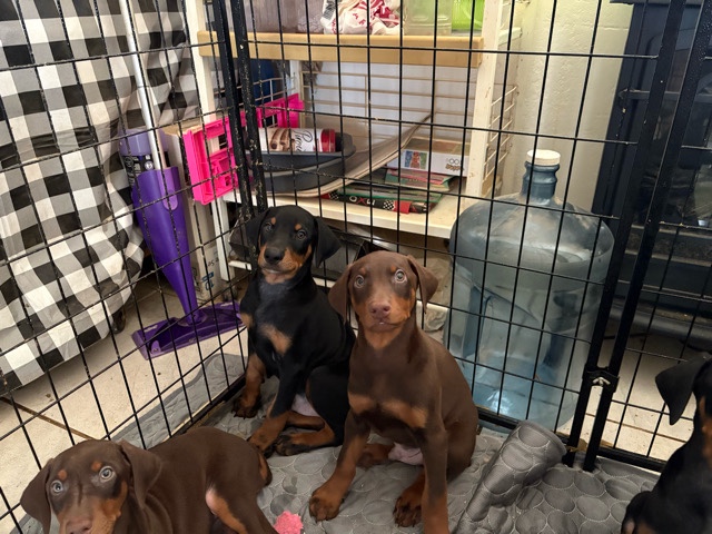 Doberman puppy’s 