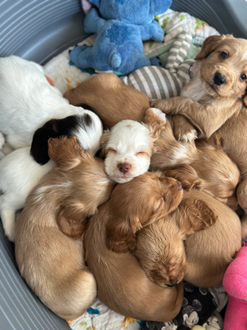 English Cocker Spaniel – beautiful cocker spaniel puppies
