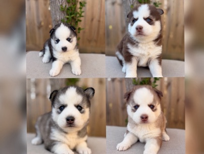 Siberian Husky – Siberian Husky puppies – Louisville