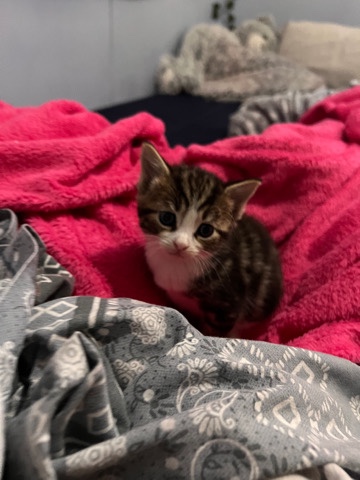 looking for a home for 7 kittens