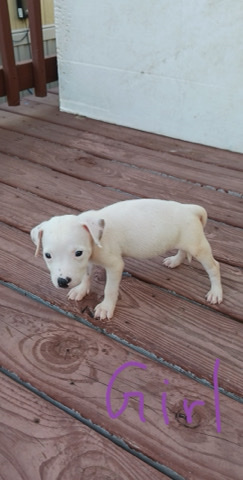 American Pit Bull Terrier – pups