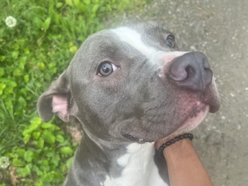 Pit Bull – Blue the Pitbull
