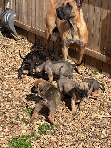 Perro de Presa Canario – presa canario bandog puppies available