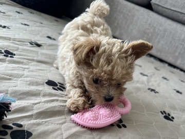 Maltipoo – Brown Maltipoo – McKinney