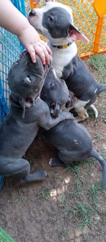American Pit Bull Terrier – puppies need new homes