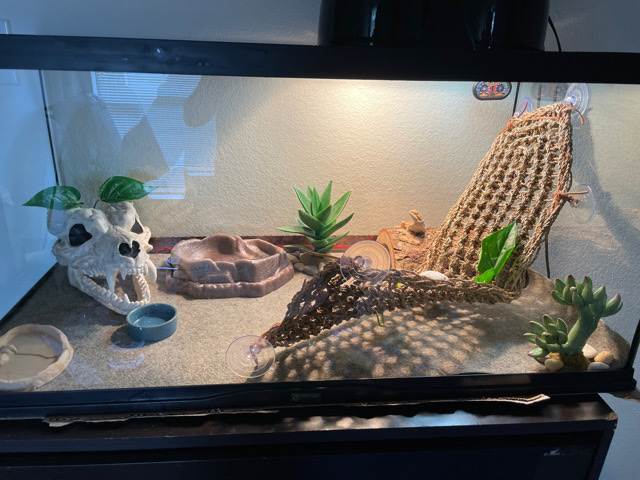 Any – Bearded Dragon