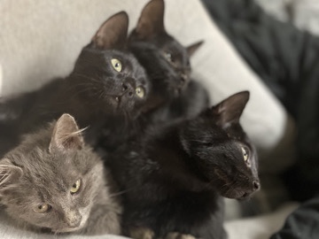 Tabby Kittens