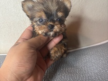 Yorkshire Terrier – Beautiful Traditional Yorkie puppy – Guadalupe