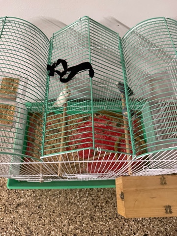 Parrotlet – birds