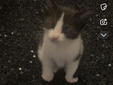kitten needs rehoming – Birmingham