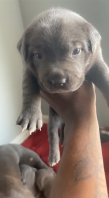 Bully x lab puppies