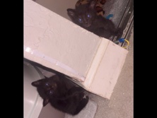 American Shorthair – selling my cat’s kittens – San Leandro