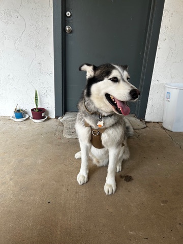 Alaskan Malamute – Alaskan malamute rehoming