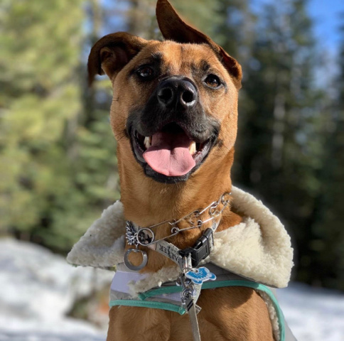 Rhodesian Ridgeback – Rhodesian ridgeback shepherd mix
