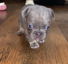French Bulldog – Fluffy Frenchie